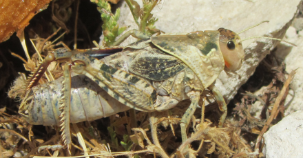 Gigantesca Cavalletta: cfr Prionotropis appula