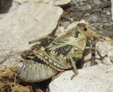 Gigantesca Cavalletta: cfr Prionotropis appula