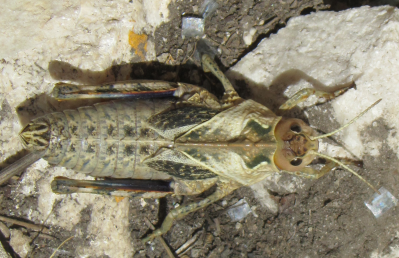 Gigantesca Cavalletta: cfr Prionotropis appula