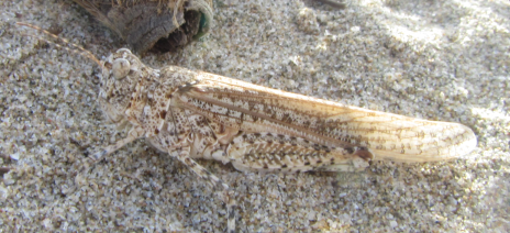 Cavalletta della sabbia: Sphingonotus