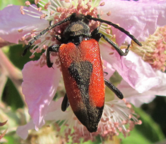 Stictoleptura cordigera