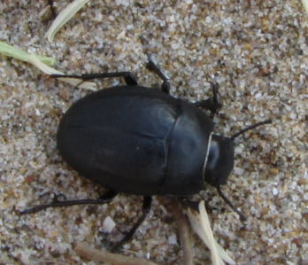 Erodius sp. (Tenebrionidae)