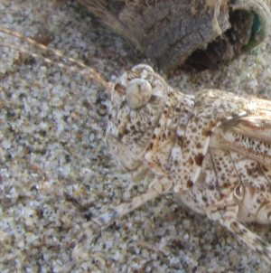 Cavalletta della sabbia: Sphingonotus