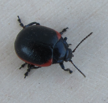 Chrysolina cfr rossia