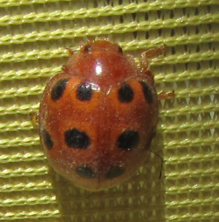 Coccinella: Henosepilachna elaterii