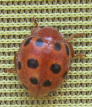 Coccinella: Henosepilachna elaterii