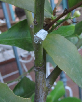 Cocciniglia cotonosa solcata/ Icerya purchasi