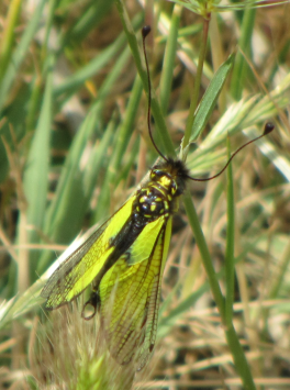 Lepidottero da identificare?