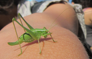 Identificazione Phaneropteridae e Tettigonidae