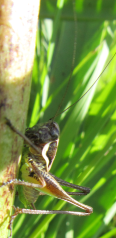 Identificazione Phaneropteridae e Tettigonidae