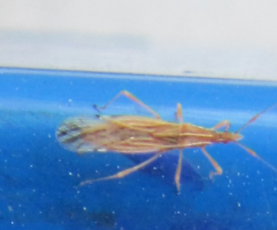 Identificazione Emittero - Berytidae