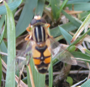 Identificazione Dittero