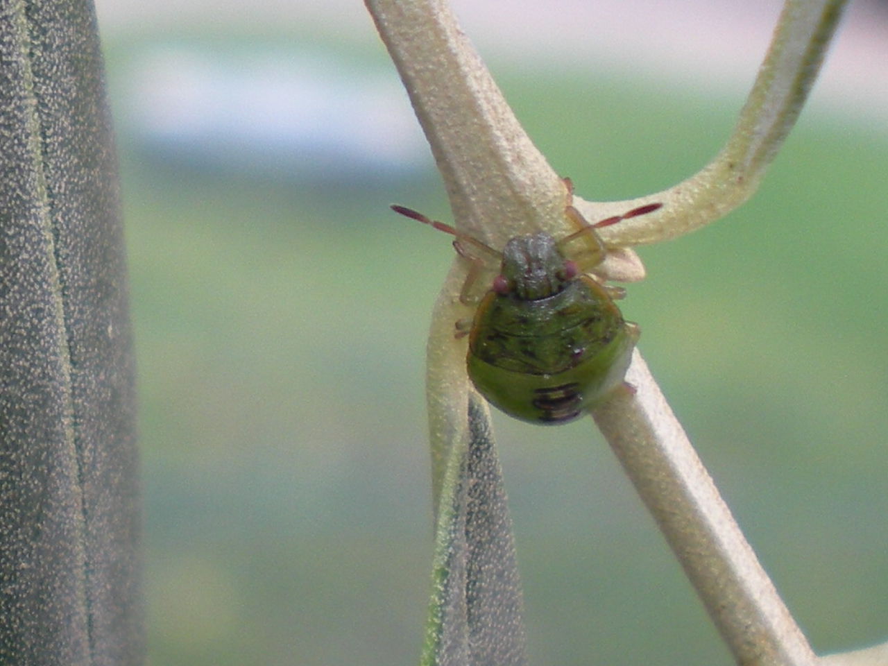Neanidi da identificare