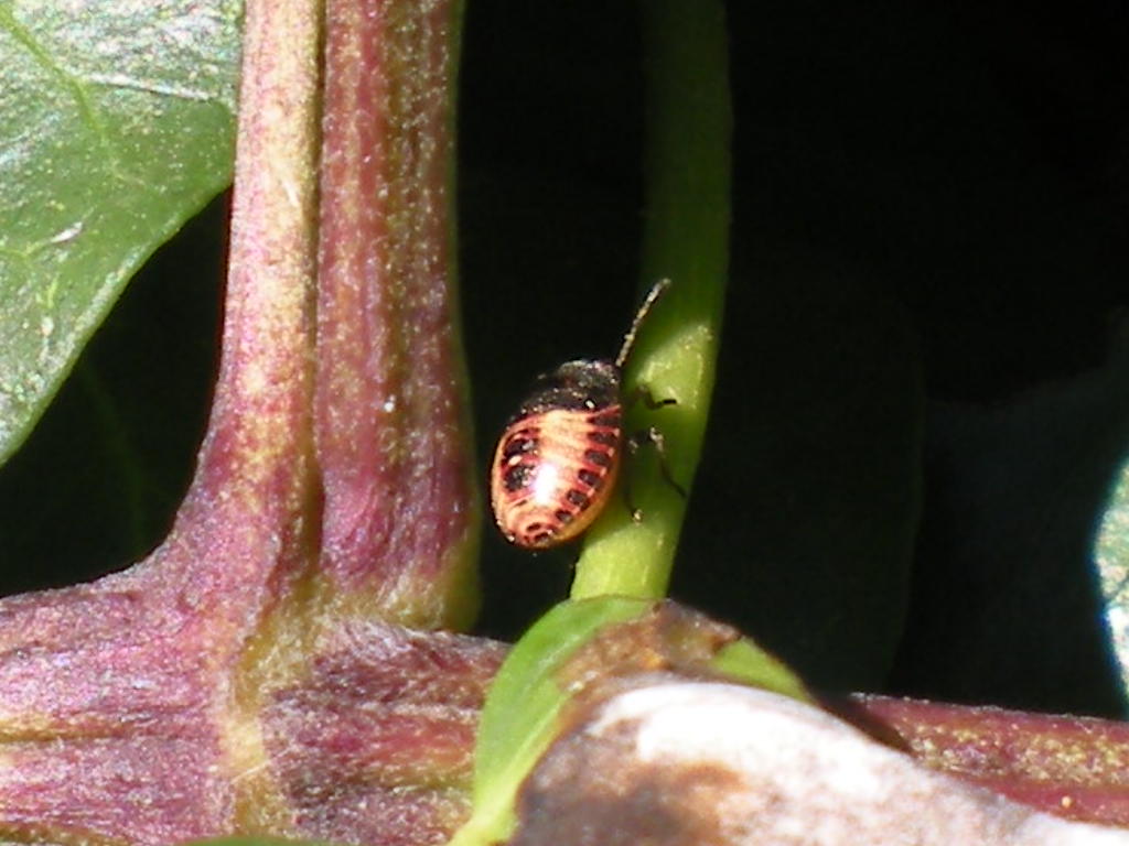 Neanide di Nezara viridula  ?