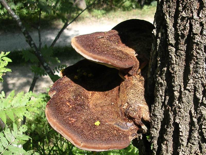 Inonotus hispidus