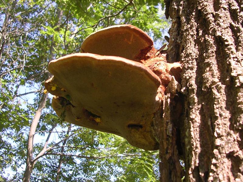 Inonotus hispidus