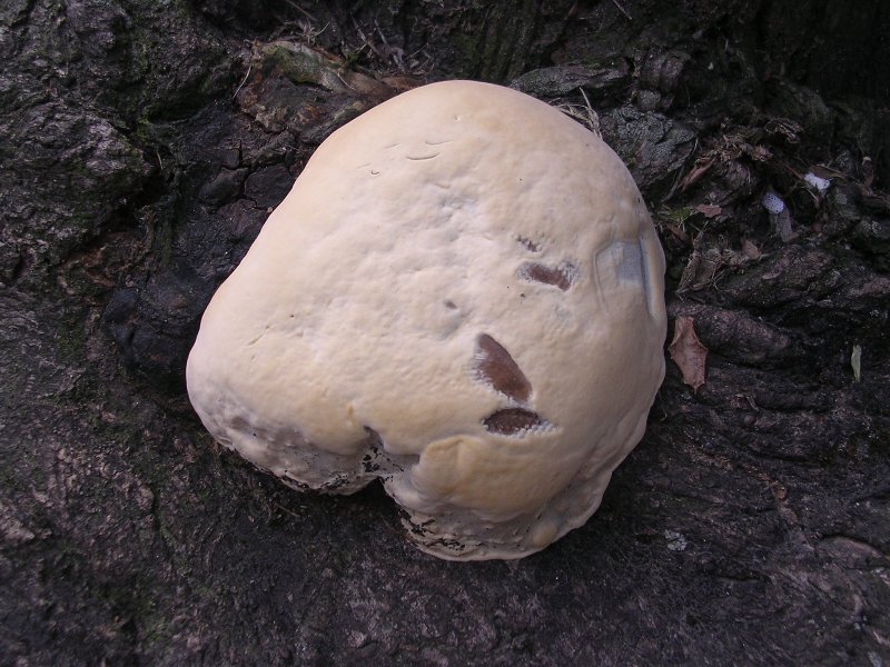 Rigidoporus ulmarius ? (Perenniporia fraxinea)