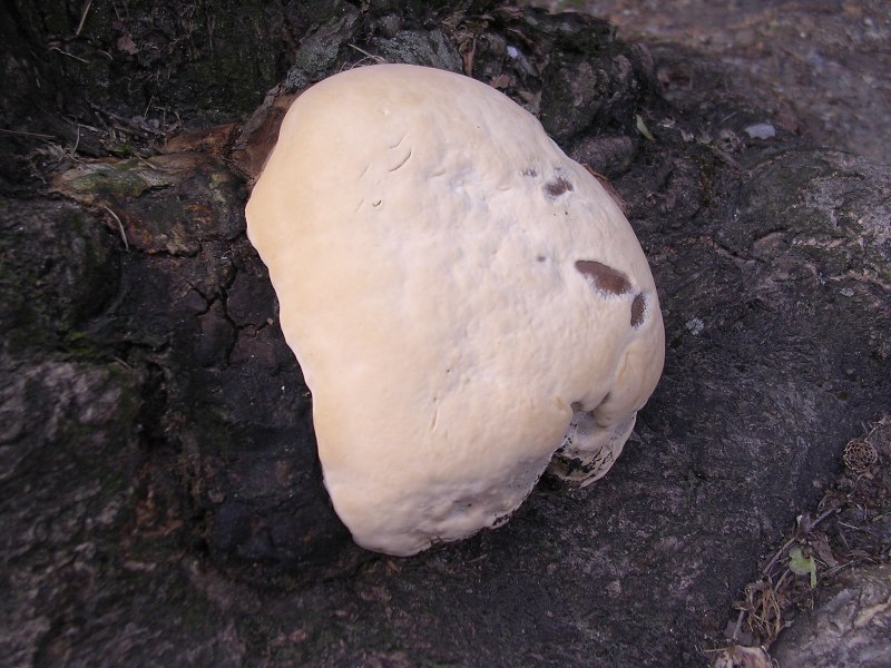 Rigidoporus ulmarius ? (Perenniporia fraxinea)