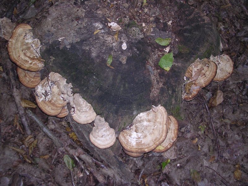 2010-08-12 - Nel Bosco del Merlino