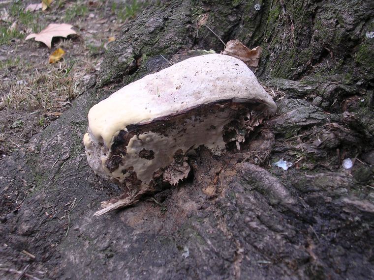 Rigidoporus ulmarius ? (Perenniporia fraxinea)