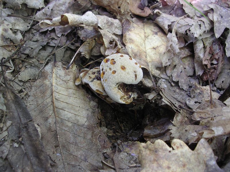 Sempre Hydnellum concrescens ? (Hydnellum concrescens)