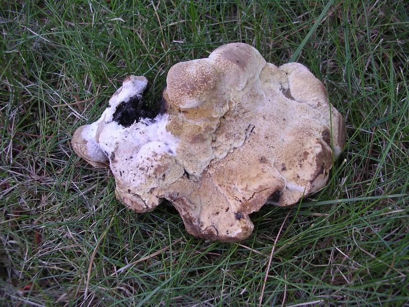 Sempre Hydnellum concrescens ? (Hydnellum concrescens)