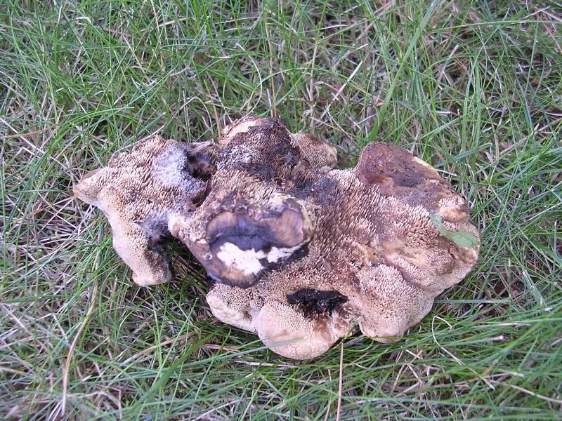 Sempre Hydnellum concrescens ? (Hydnellum concrescens)