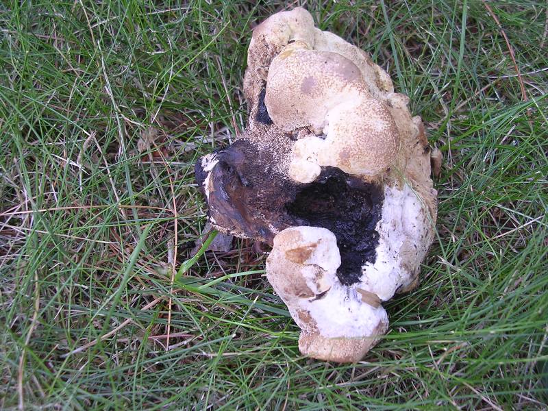 Sempre Hydnellum concrescens ? (Hydnellum concrescens)