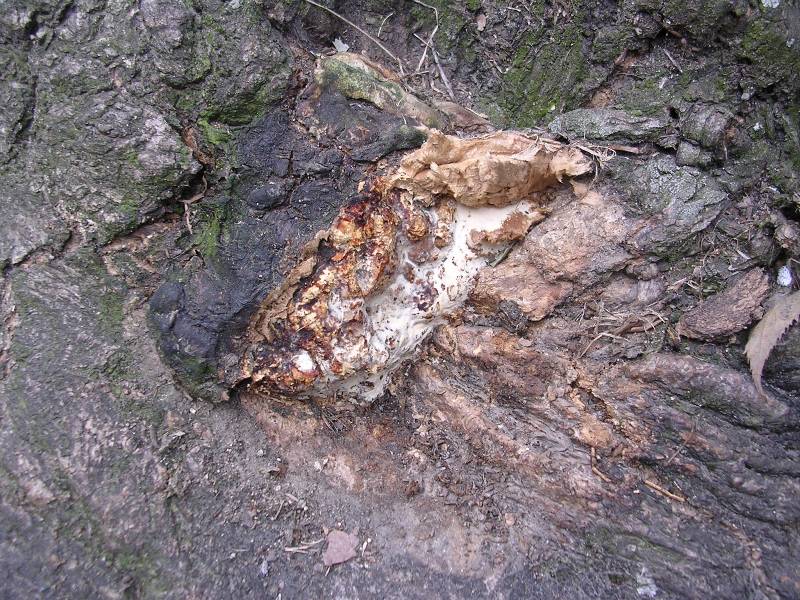 Rigidoporus ulmarius ? (Perenniporia fraxinea)