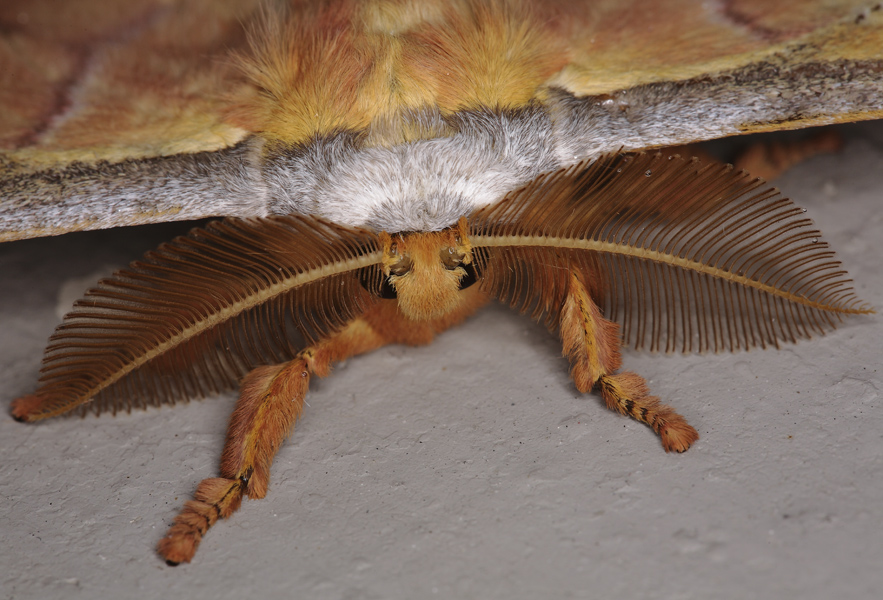 Antheraea yamamai