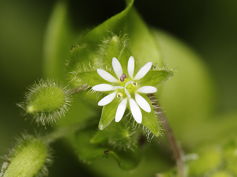 Stellaria media / Centocchio comune