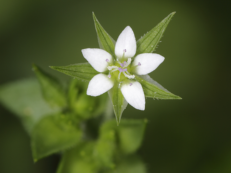 Arenaria leptoclados / Arenaria a rami brevi
