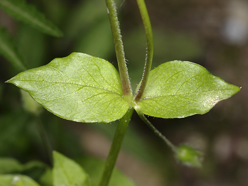 Stellaria media / Centocchio comune
