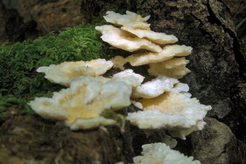 Lignicoli della faggeta