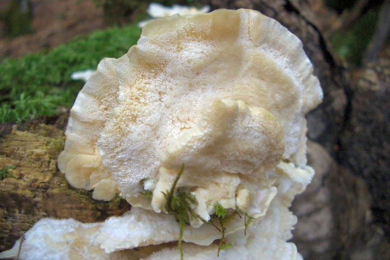 Lignicoli della faggeta