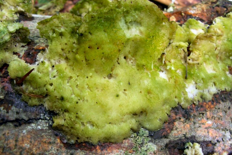 Lignicoli della faggeta