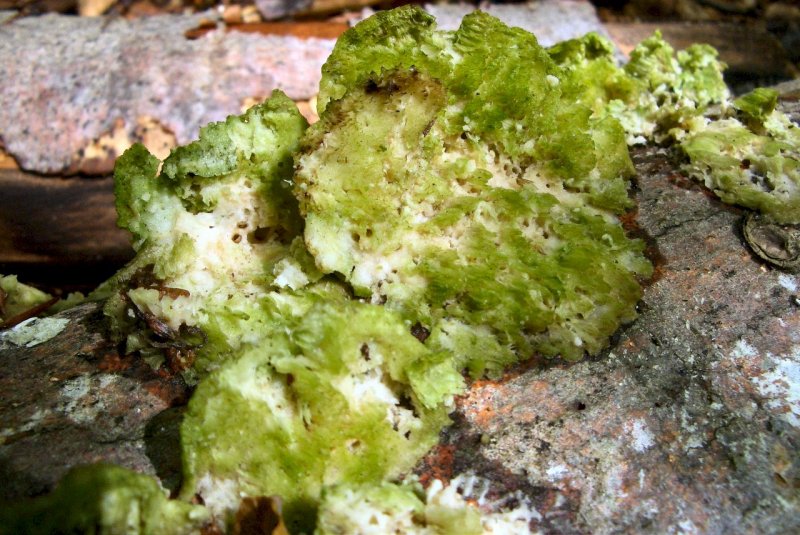 Lignicoli della faggeta