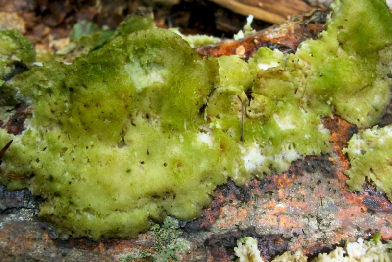 Lignicoli della faggeta