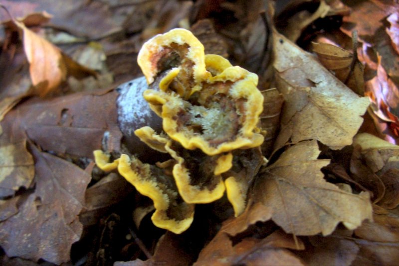 Lignicoli della faggeta