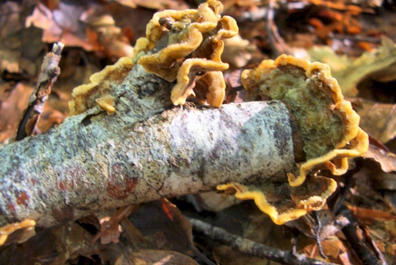 Lignicoli della faggeta