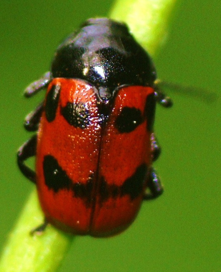 Cryptocephalus (Heterichnus) loreyi