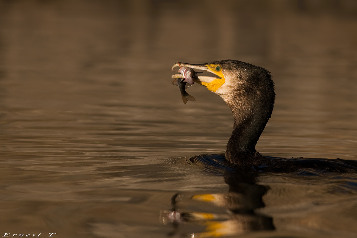 Il pasto del cormorano..
