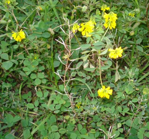 Piantina simile al Melilotus officinalis?