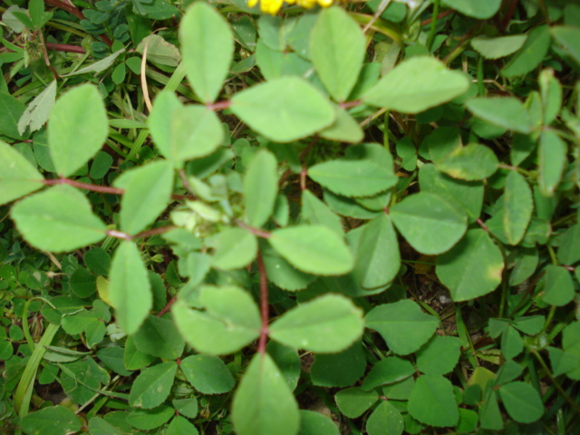 Piantina simile al Melilotus officinalis?