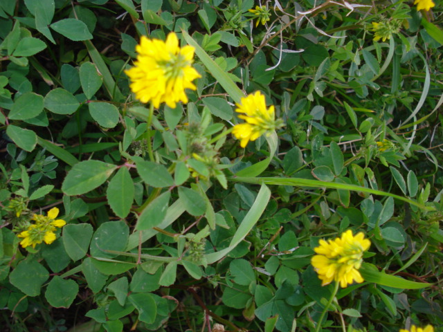 Piantina simile al Melilotus officinalis?