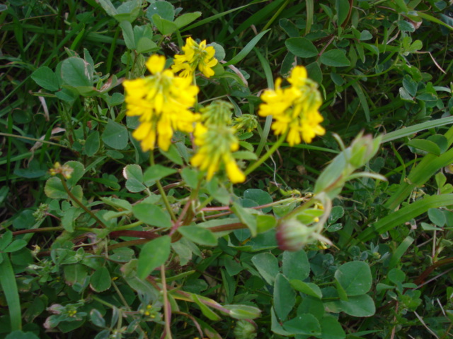 Piantina simile al Melilotus officinalis?