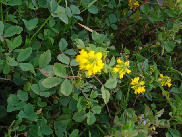 Piantina simile al Melilotus officinalis?