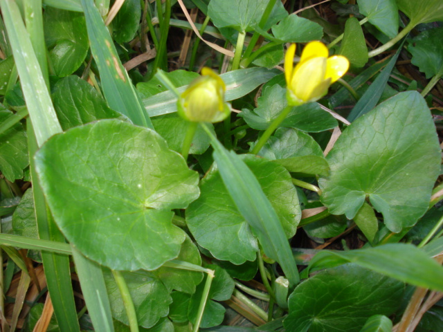 Ranunculus ficaria