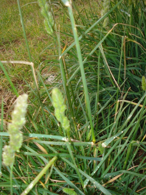 Bistorta...oppure no? no,  Dactylis glomerata