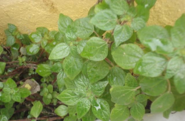 Cespuglietto non identificato...